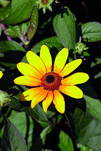 Heliopsis
