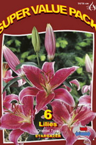 Lilium Oriental Stargazer 20x6
