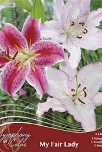 My Fair Lady Spring