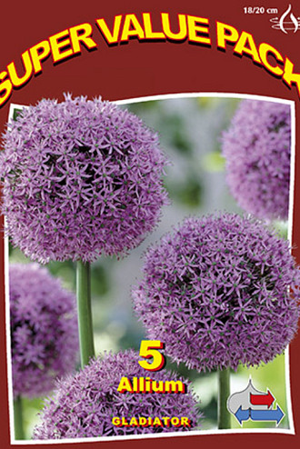 Allium Gladiator 20x5