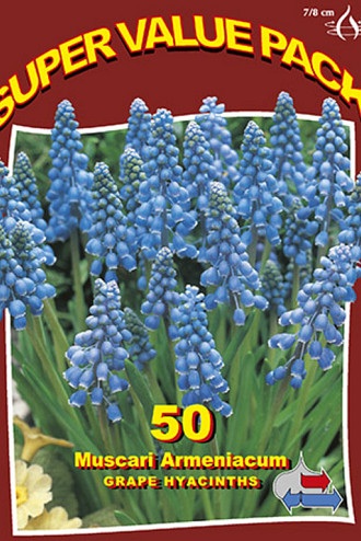Grape Hyacinths 20x50