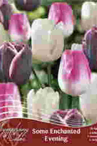 Some Enchanted Evening