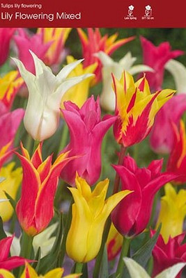 Lily Flowering Mixed