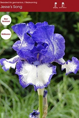 Jesse`s Song