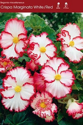 Crispa Marginata White/Red