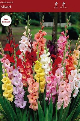 Mixed Gladiolus