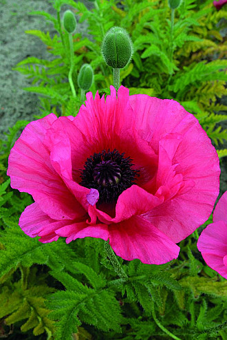 Papaver