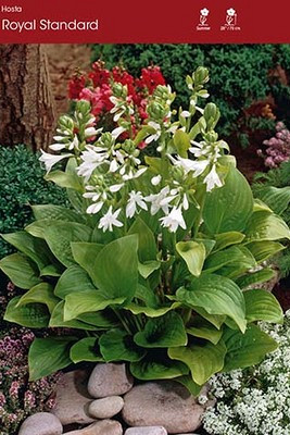 Royal Standard