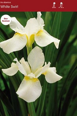 White Swirl