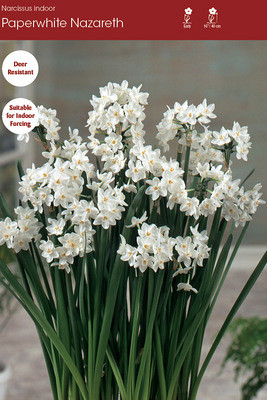 Paperwhite Nazareth