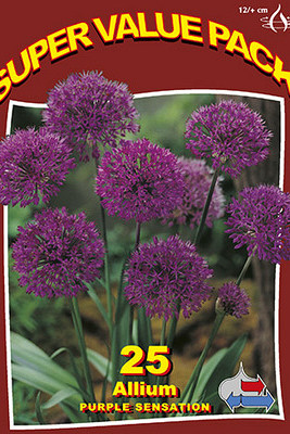 Purple Sensation 20x20