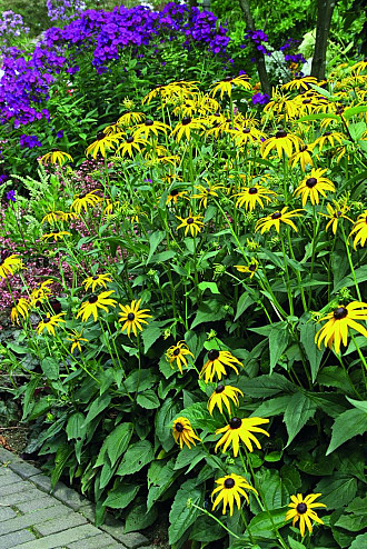 Rudbeckia