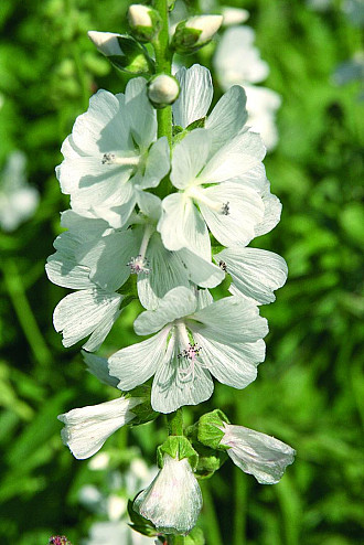 Sidalcea