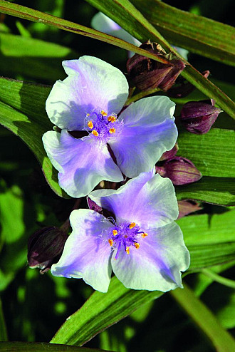 Tradescantia