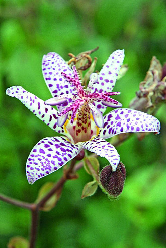 Tricyrtis