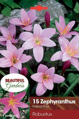 Zephyranthes (Habranthus)