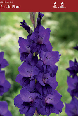 Purple Flora