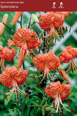 Tigrinium Splendens 