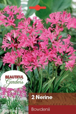 Nerine