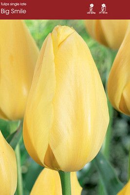 Big Smile