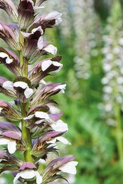 Morning's Candle (x 25)