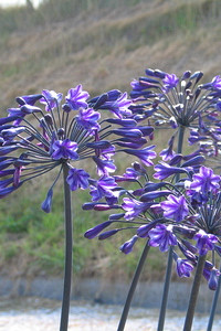 Back in Black (x 25)