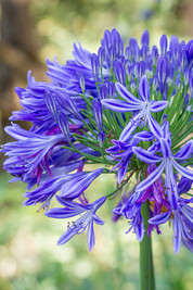 Headbourne Hybrids (x 25)