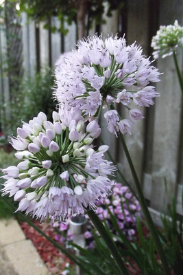 Summer Beauty (x 25)