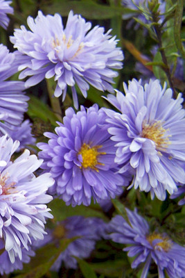 Marie Ballard (x 25)