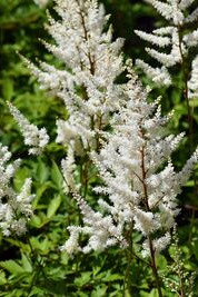 Brautschleier (x 25)