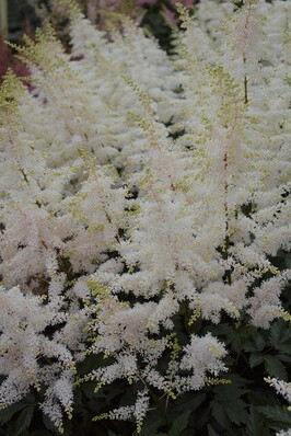 Close Harmony (x 25)