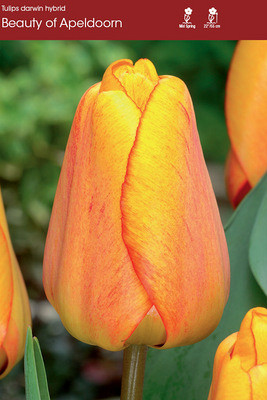 Beauty of Apeldoorn