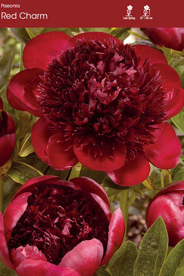 Red Charm